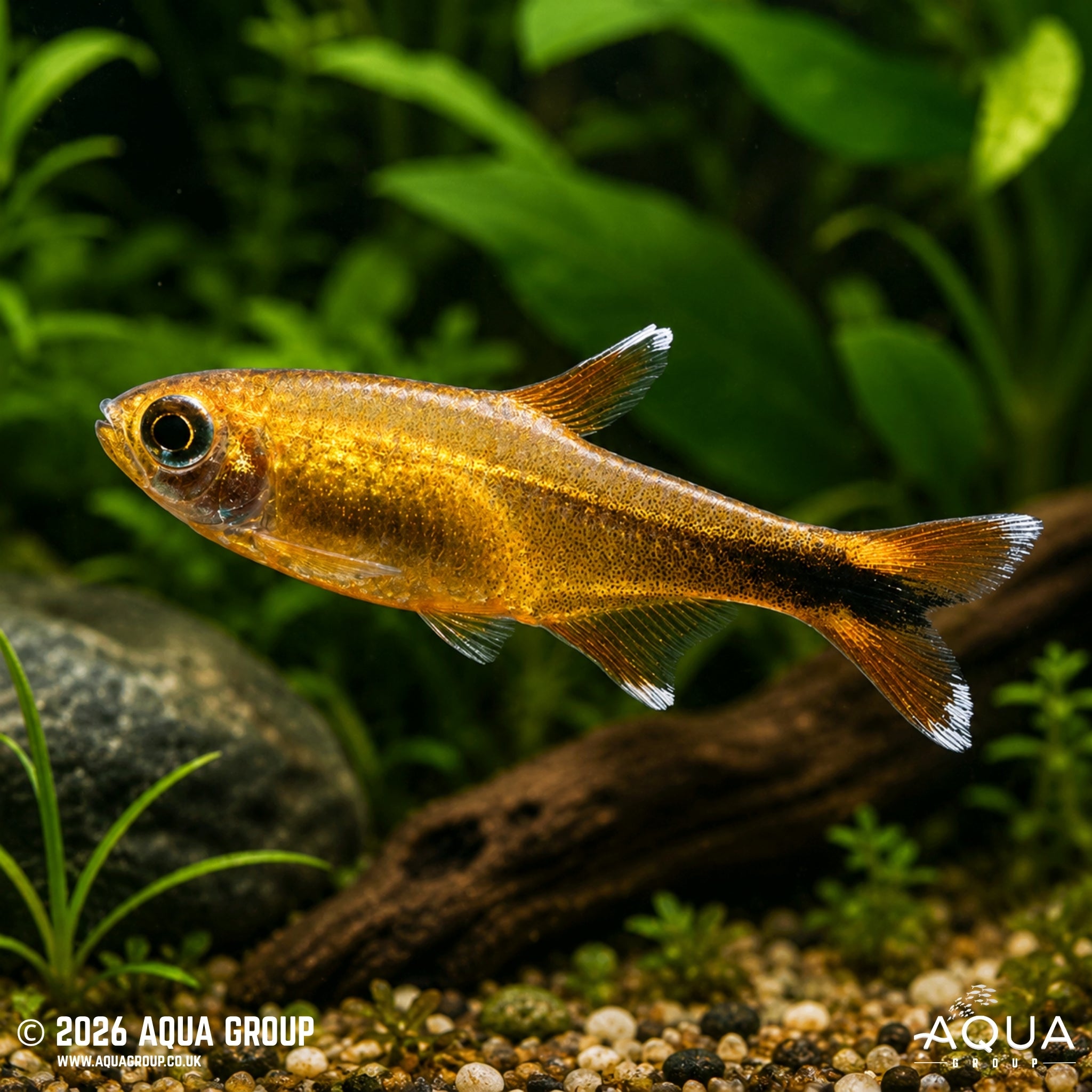 Silvertip Tetra (Hasemania nana)