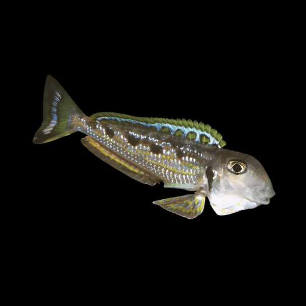 Singularis Xenotilapia Enantiopus Ochrogenys Kekese 8cm - Real Aquatics