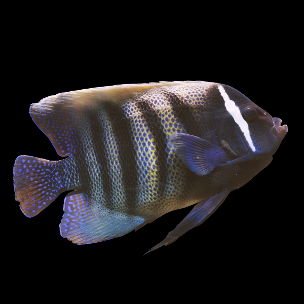 Six Bar Angelfish Pomacanthus Sexstriatus - Real Aquatics