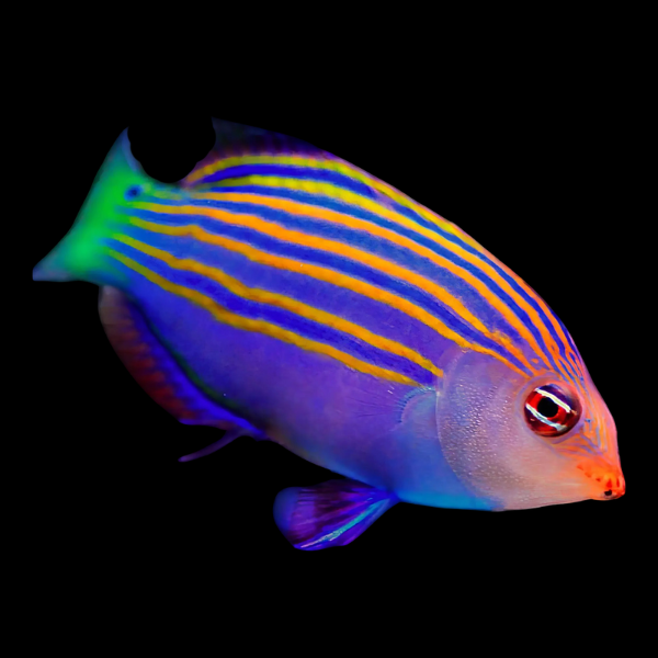 Six Line Wrasse Pseudocheilinus Hexataenia - Real Aquatics
