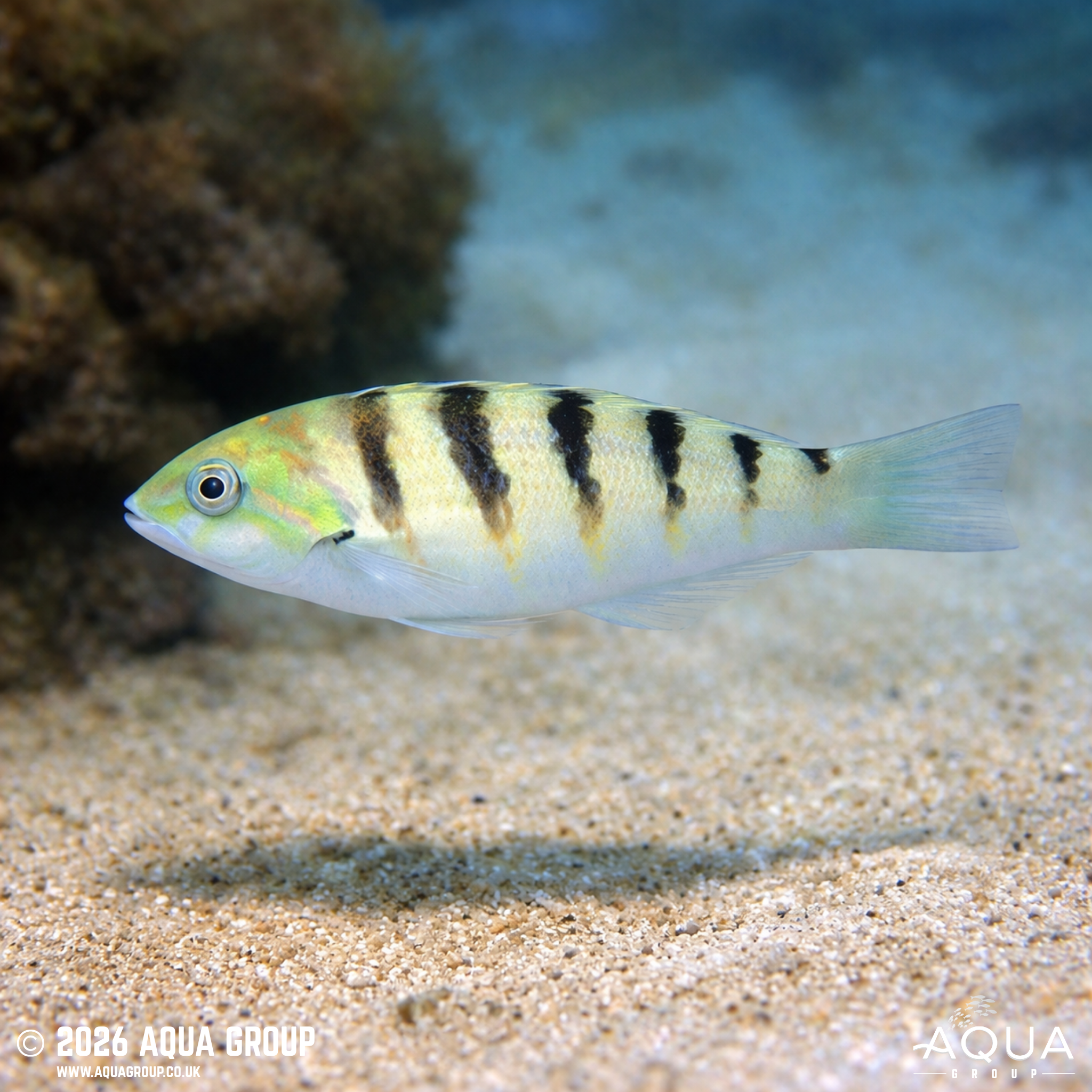 Sixbar Wrasse (Thalassoma hardwicke)