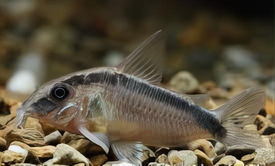 Skunk Corydoras Arcuatus 3cm Catfish - Real Aquatics