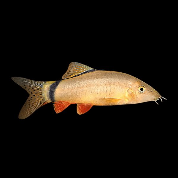 Skunk Loach Botia Yasuhikotakia Morleti 4cm - Real Aquatics