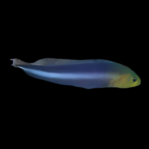 Skunk Pygmy Basslet Pseudochromis Bitaeniatus - Real Aquatics