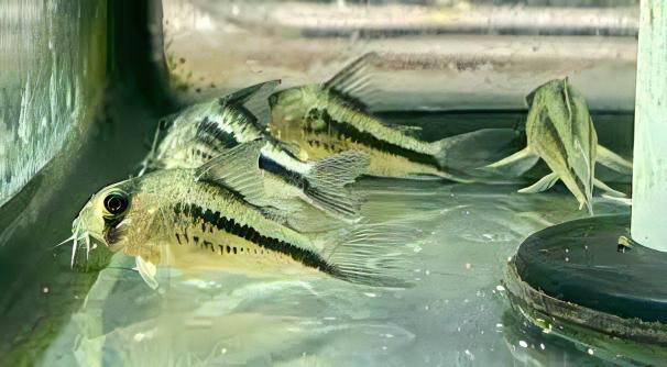 Slant Bar Corydoras Loxozonus 4cm Catfish - Real Aquatics