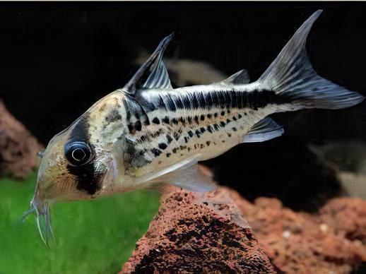 Slant Bar Corydoras Loxozonus 4cm Catfish - Real Aquatics