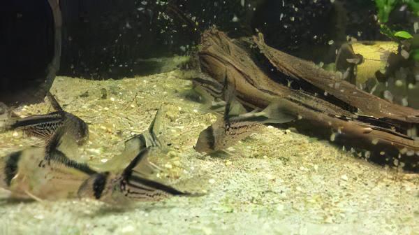 Slant Bar Corydoras Loxozonus 4cm Catfish - Real Aquatics