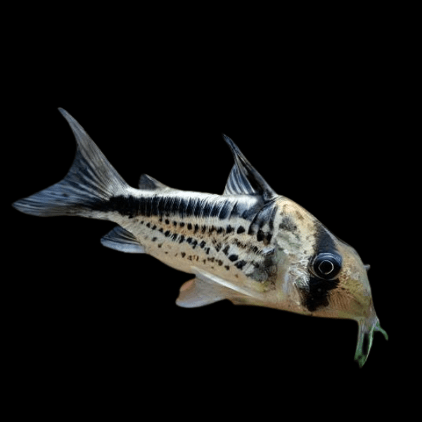 Slant Bar Corydoras Loxozonus 4cm Catfish - Real Aquatics