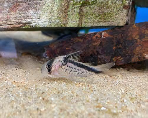 Slant Bar Corydoras Loxozonus 4cm Catfish - Real Aquatics
