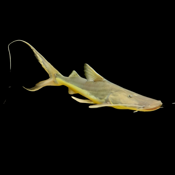 Slobbering Catfish Brachyplatystoma Platynema 10cm - Real Aquatics