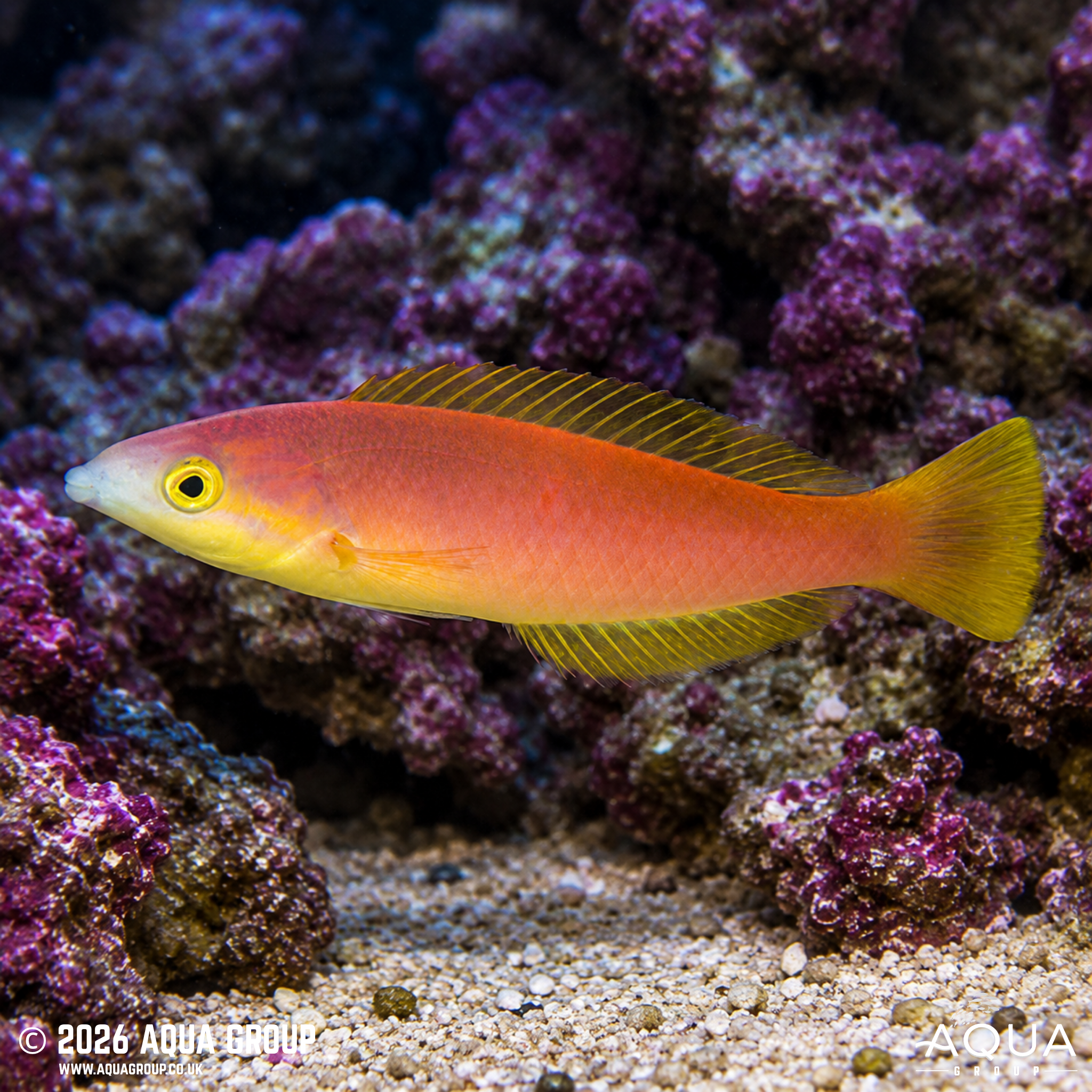 Smalltail Pencil Wrasse (Pseudojuloides cerasinus)