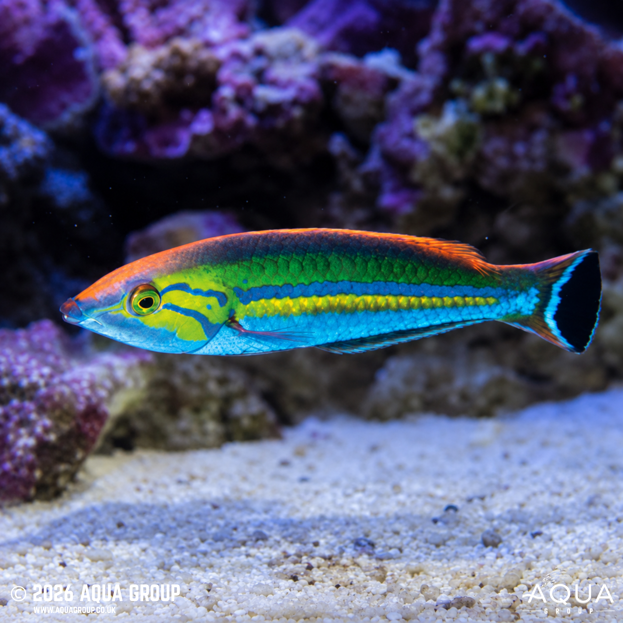 Smalltail Pencil Wrasse (Pseudojuloides cerasinus)