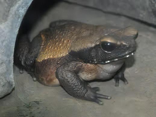 Smooth Sided Toad Rhaebo Guttatus 5cm - Real Aquatics