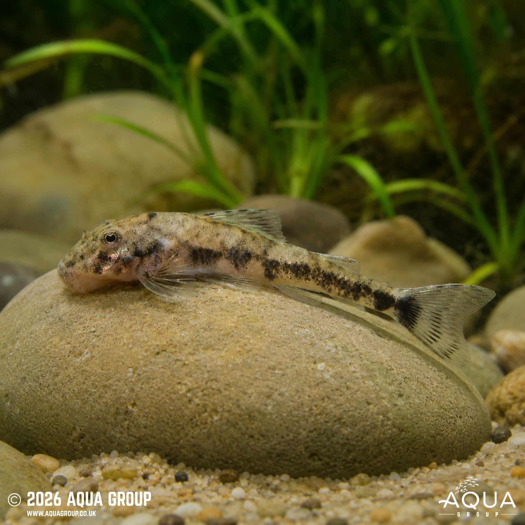Pitbull Pleco (LDA25) (Parotocinclus sp.)