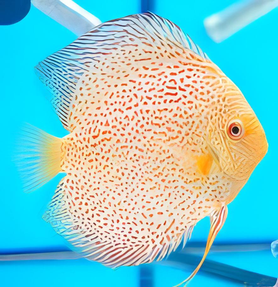 Assorted Discus