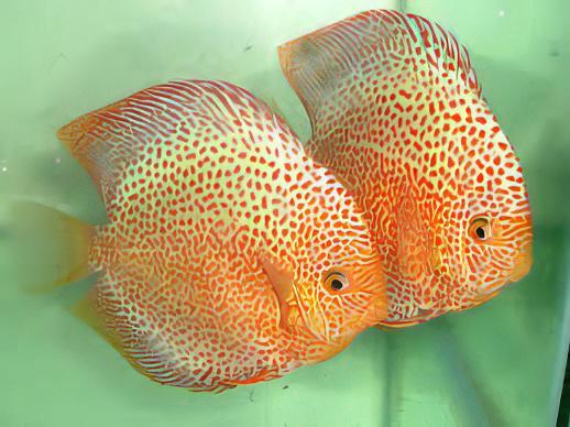 Snakeskin Discus - Real Aquatics