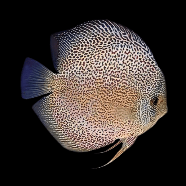 Snakeskin Discus - Real Aquatics