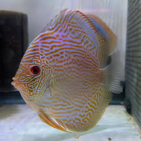 Snakeskin Fine Line Discus - Real Aquatics