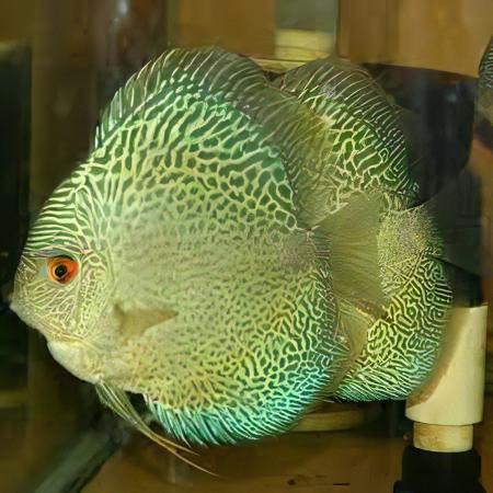 Snakeskin Fine Line Discus - Real Aquatics
