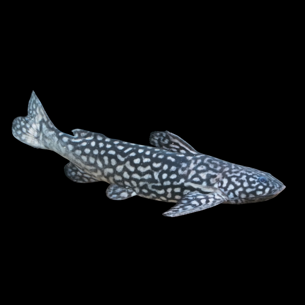 Snoring Catfish Wertheimeria Maculata 10cm - Real Aquatics