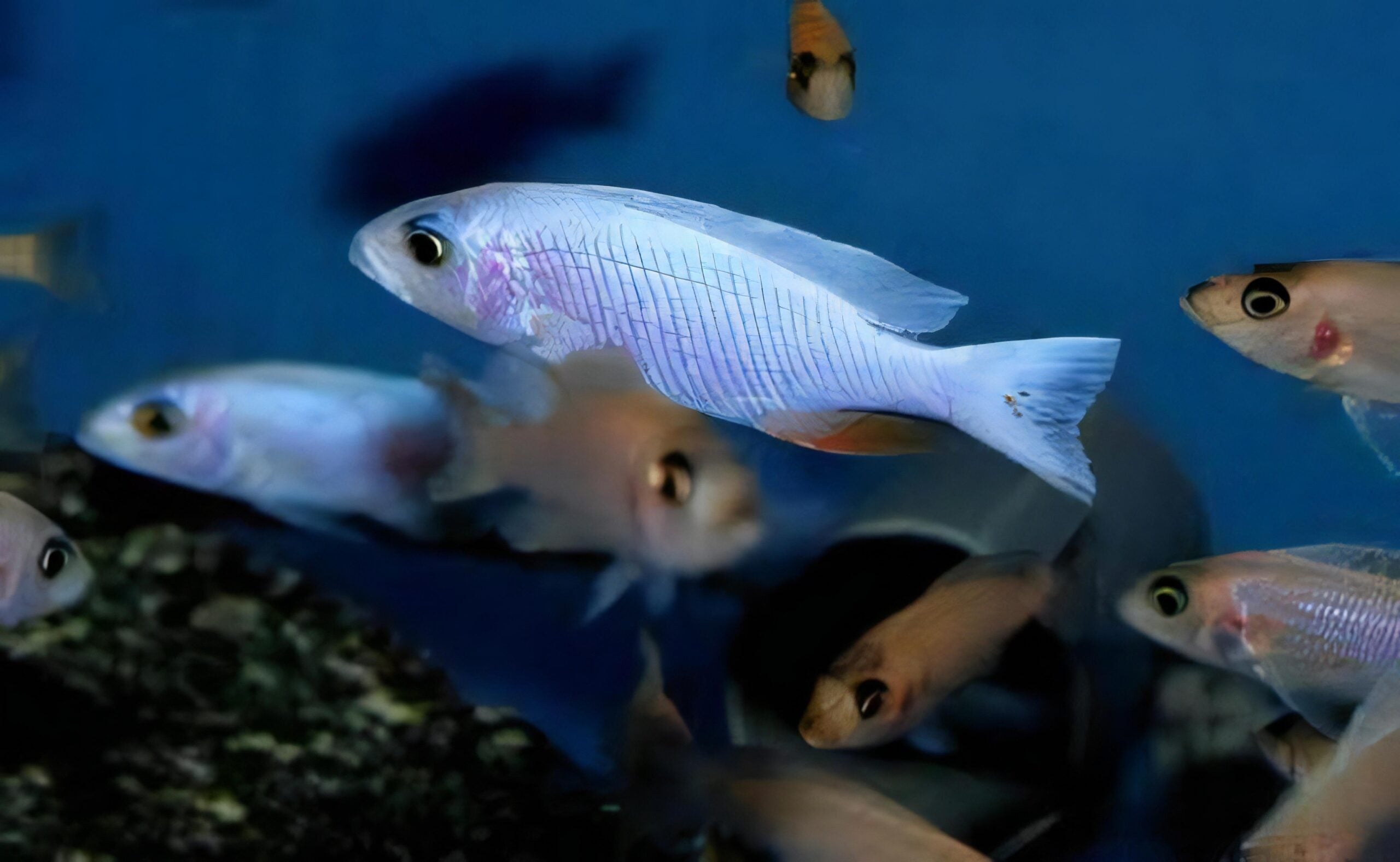 Haplochromis Fryeri Snow White Malawi African Cichlid