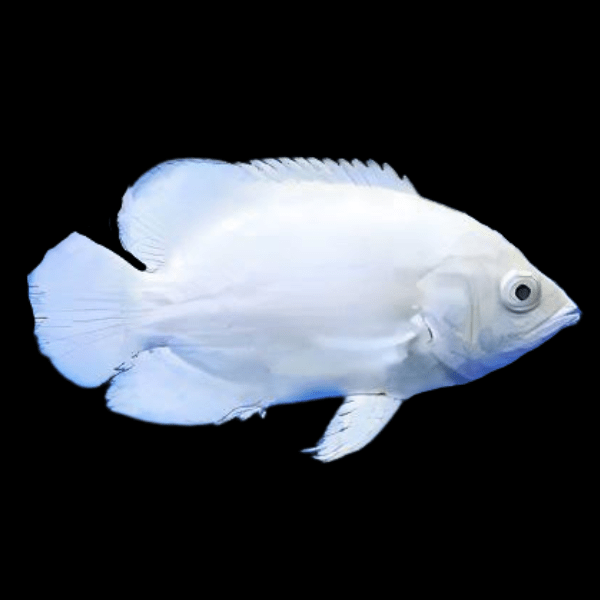 Snow White Black Eye Oscar High Grade Astronotus Ocellatus 12cm - Real Aquatics