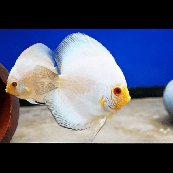 Snow White Discus - Real Aquatics