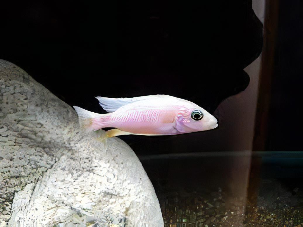 Haplochromis Fryeri Snow White Malawi African Cichlid
