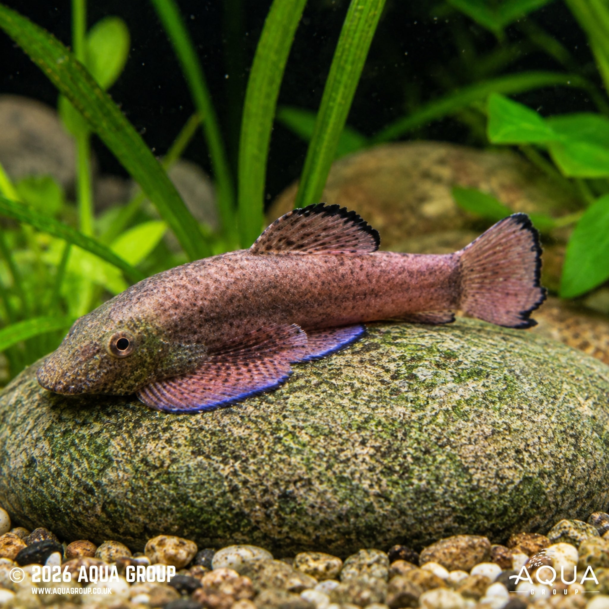 Purple Fin Sucker (Pseudogastromyzon laticeps)