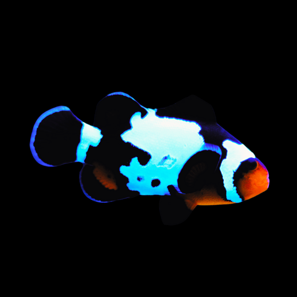 Snowflake Clownfish Amphiprion Ocellaris - Real Aquatics