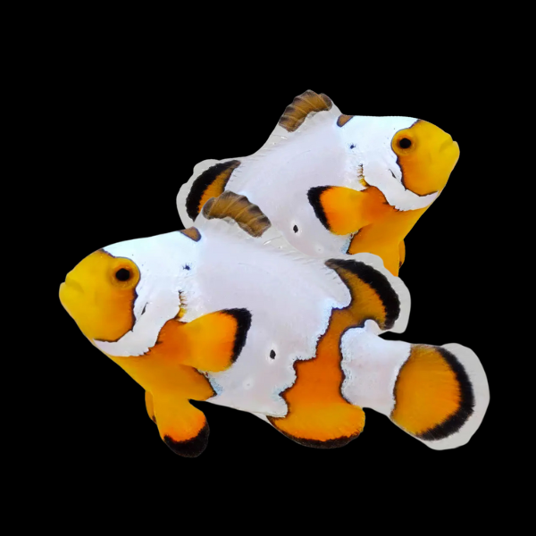 Snowflake Clownfish Amphiprion Ocellaris Pair - Real Aquatics