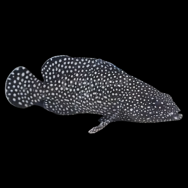 Snowflake Grouper Epinephelus Caeruleopunctatus - Real Aquatics