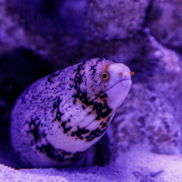 Snowflake Moray Eel Echidna Nebulosa - Real Aquatics