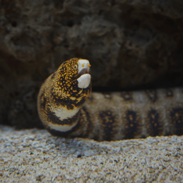 Snowflake Moray Eel Echidna Nebulosa - Real Aquatics