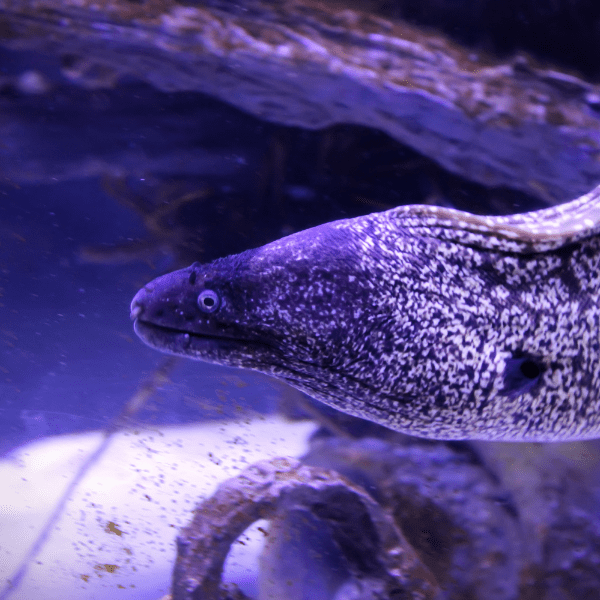 Snowflake Moray Eel Echidna Nebulosa - Real Aquatics