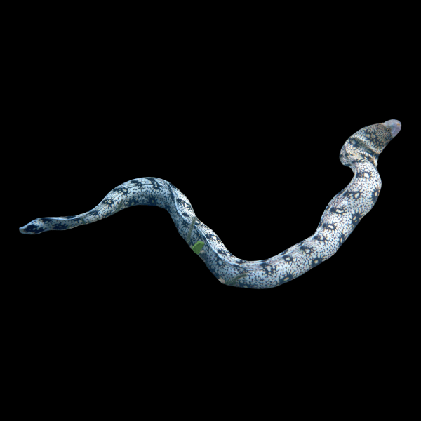 Snowflake Moray Eel Echidna Nebulosa - Real Aquatics