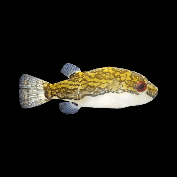 Sompong Pufferfish Tetraodon Lorteti 10cm - Real Aquatics