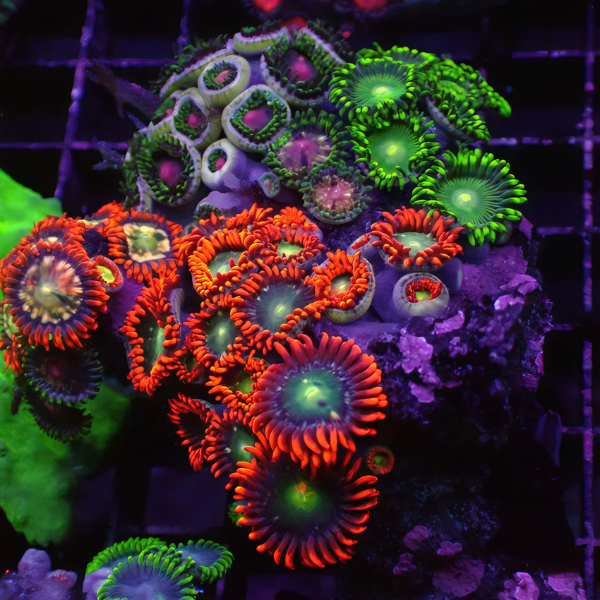 South Pacific Coloured Coral Polyp Zoanthus Sp - Real Aquatics