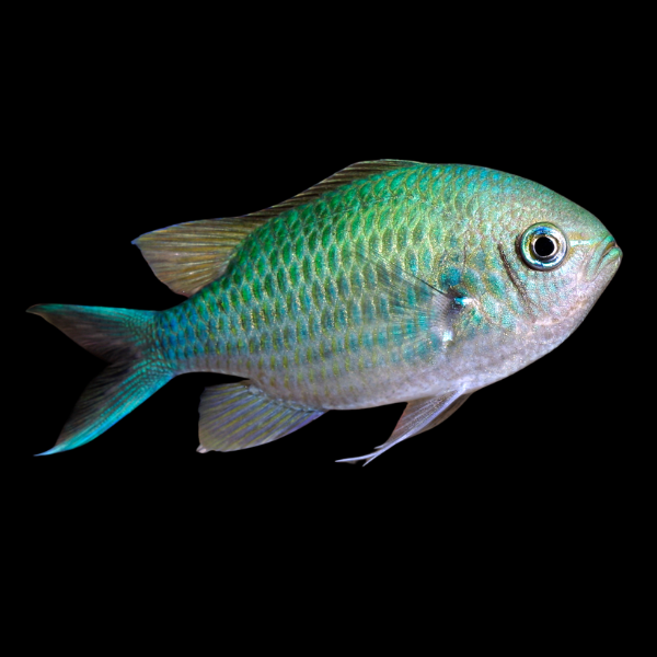 South Pacific Green Chromis Chromis Viridis - Real Aquatics