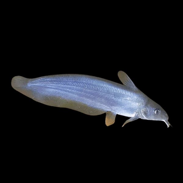 Southern Tandan Catfish Neosilurus Equinus 20cm - Real Aquatics