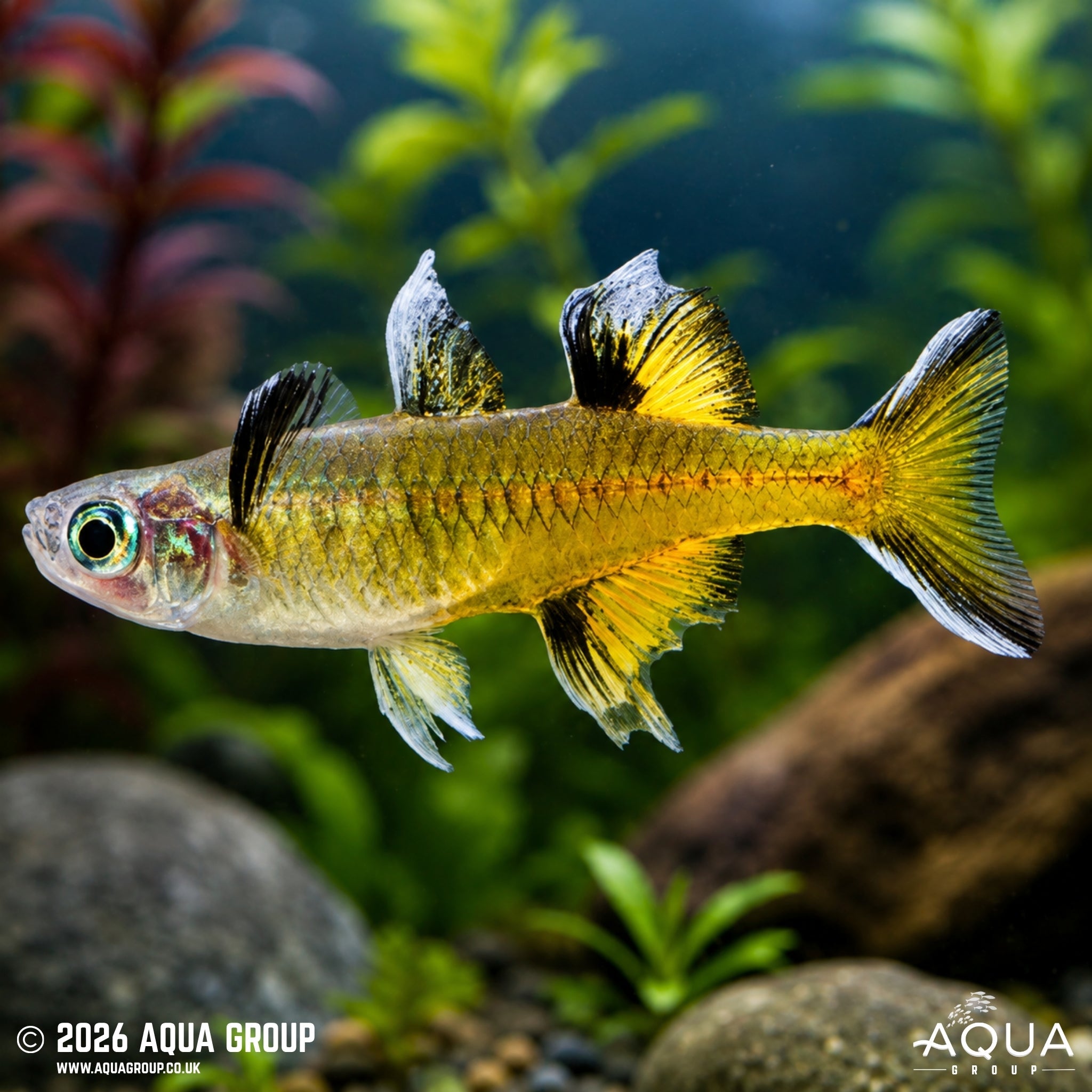 Southern Blue-Eye Rainbowfish (Pseudomugil signifer)