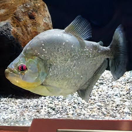 Speckled Spilo Piranha Serrasalmus Spilopleura Tapojos 10cm - Real Aquatics