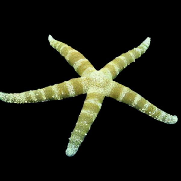 Spikey Starfish Banded Nardoa Tuberculata - Real Aquatics