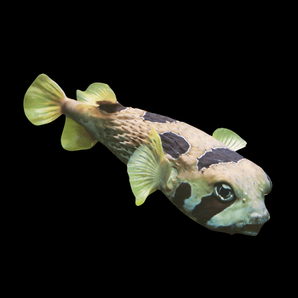 Spiny Porcupine Pufferfish Diodon Holocanthus - Real Aquatics