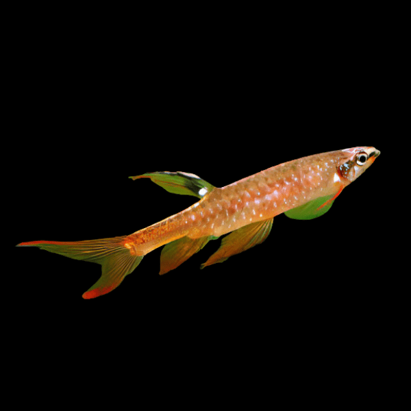 Splash Tetra Copella Arnoldi 3cm - Real Aquatics
