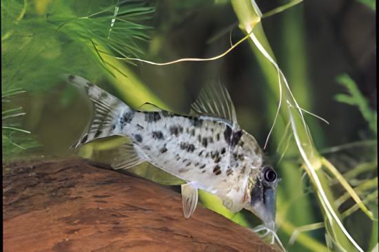 Spotback Corydoras Blochi 3cm Catfish - Real Aquatics