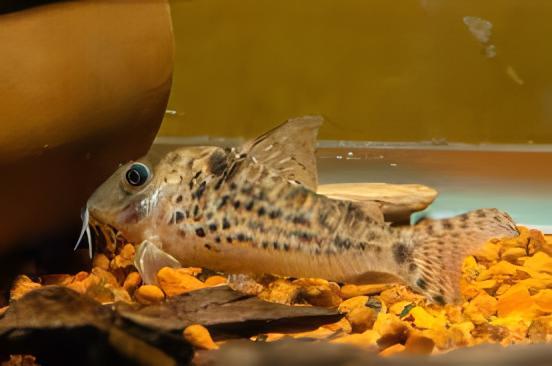 Spotback Corydoras Blochi 3cm Catfish - Real Aquatics