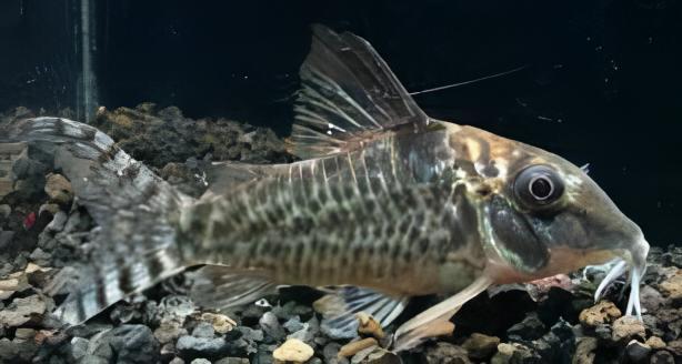 Spotback Corydoras Blochi 3cm Catfish - Real Aquatics
