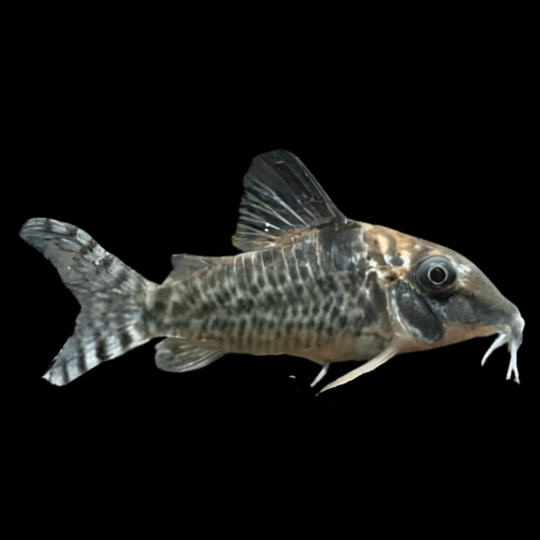 Spotback Corydoras Blochi 3cm Catfish - Real Aquatics