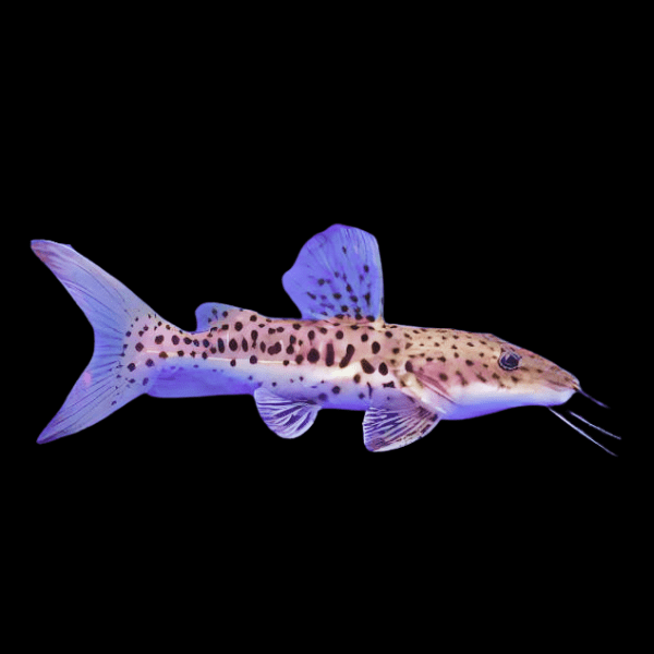Spotted Catfish Hybrid Tiger Shovelnose Catfish x Achara Catfish 10cm - Real Aquatics